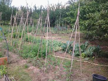 A imagem mostra um jardim com várias plantas, incluindo tomates, cercado por estacas e treliças de madeira, com árvores ao fundo em um dia ensolarado.