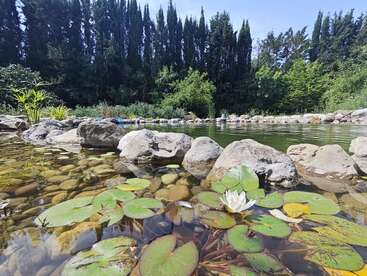 A serene pond with clear water, lily pads, and a blooming white water lily, surrounded by rocks and lush greenery, tall trees in the background. Peaceful scene.