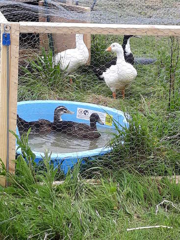 Das Bild zeigt ein kleines, eingezäuntes Gehege mit einem blauen Kinderbecken mit Enten, umgeben von Gras und anderen Tieren im Hintergrund.