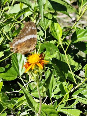 A brown butterfly with white markings is perched on a vibrant yellow-orange flower, surrounded by lush green leaves and stems, basking in the sunlight.