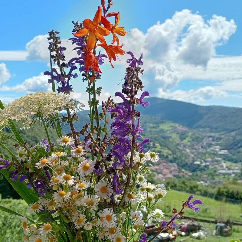 Um buquê vibrante de flores silvestres - laranja, branco e roxo - está em primeiro plano, com montanhas verdejantes e um céu azul brilhante atrás. Um lindo dia de verão.