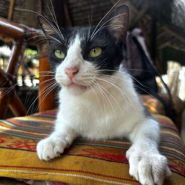 Un gato blanco y negro con unos llamativos ojos verdes descansa sobre un cojín de rayas de colores, con aire relajado y curioso, en un acogedor interior decorado con muebles de mimbre.