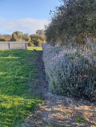 Une scène de jardin paisible avec une tondeuse à gazon, de l'herbe verte, des buissons de lavande en fleurs et des arbres sous un ciel bleu clair avec de légers nuages en arrière-plan.