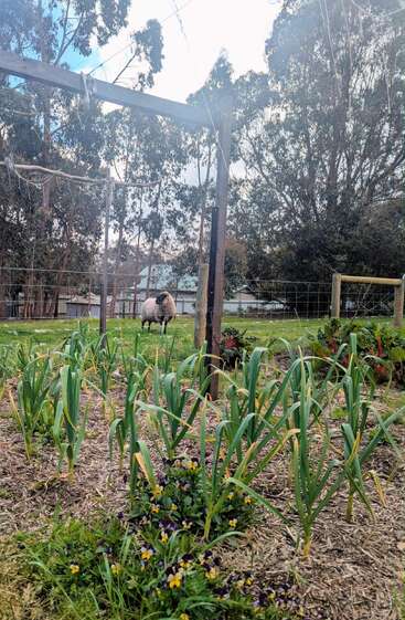 A garden with leafy green plants and flowers in the foreground. A sheep stands in the grassy fenced background, surrounded by tall trees and blue sky.