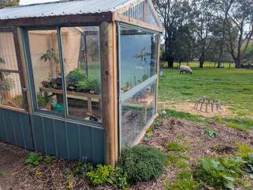 A greenhouse with clear glass walls and plants inside stands in a grassy yard. Nearby, a sheep grazes and trees line the background, creating a peaceful scene.