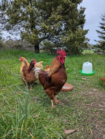 A rooster and several hens are standing on green grass outdoors. There are trees in the background, and a water container and food dish nearby. Peaceful scene.