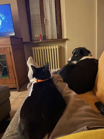 Une personne se détend sur un canapé avec un chat noir et blanc et un chien noir. La télévision est allumée et la pièce confortable semble paisible et chaleureuse.