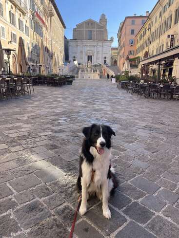 Un chien noir et blanc heureux est assis sur une rue pavée d'une charmante place européenne, avec des cafés en plein air vides et une grande église en arrière-plan.