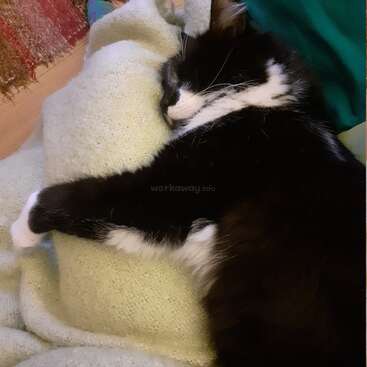 L'image représente un chat noir et blanc dormant sur une couverture de couleur crème, avec un tissu vert visible en arrière-plan. La tête du chat repose sur ses pattes avant.