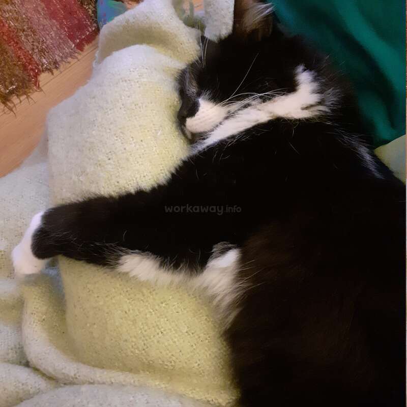 The image depicts a black and white cat sleeping on a cream-colored blanket, with a green fabric visible in the background. The cat\'s head is resting on its front paws.