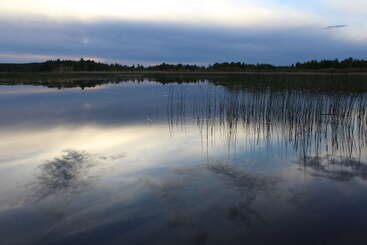 Au crépuscule, un lac serein reflète un ciel nuageux et maussade. De grands roseaux s'élèvent à la surface de l'eau. Des arbres bordent la rive lointaine, créant une symétrie paisible.
