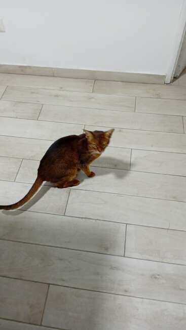 Eine braune Katze sitzt auf einem hellen Fliesenboden in der Nähe einer weißen Wand und blickt leicht nach oben, wobei ihr Schwanz nach hinten gestreckt ist.