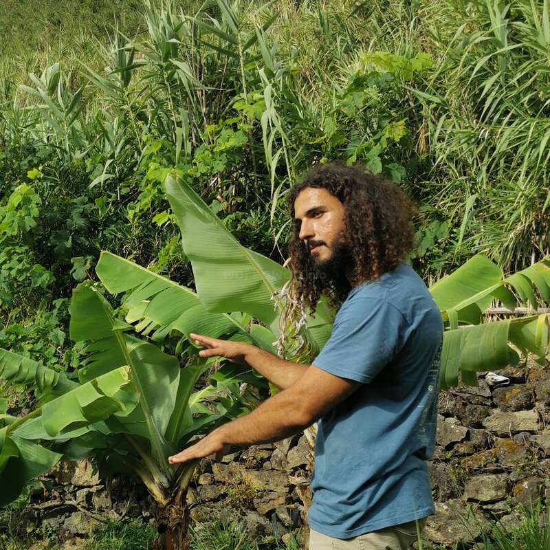 A man with curly hair and a beard stands outdoors, gesturing towards a banana plant. He wears a blue shirt with lush greenery surrounding him.