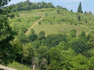 Una exuberante ladera verde presenta hileras escalonadas de plantas jóvenes o vides, salpicadas de árboles y rodeadas de un denso bosque bajo un cielo parcialmente nublado. Un paisaje apacible.