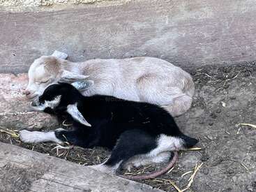 Dos adorables crías de cabra, una blanca y otra negra, yacen acurrucadas en el suelo, durmiendo plácidamente contra una pared en un entorno rústico y acogedor.