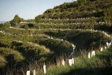 Una ladera en terrazas está cubierta de hileras de árboles jóvenes, cada uno protegido por protectores de plástico blanco. El paisaje es exuberante, verde y bañado por la luz del sol.
