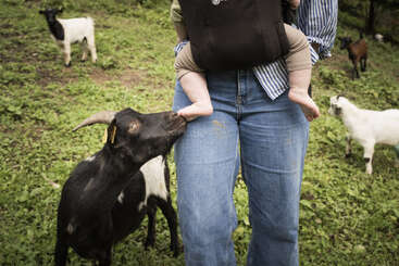 Una cabra mordisquea suavemente el pie de un bebé, que es llevado en brazos por un adulto al aire libre. Otras cabras pastan en el fondo herboso de la granja.