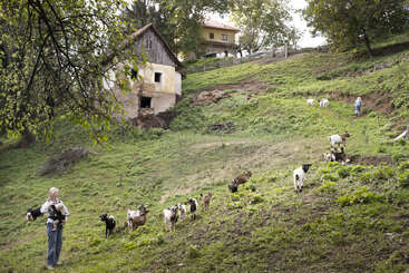 Una tranquila escena rural en la ladera de una colina con cabras pastando, dos personas cuidando de los animales y dos casas rústicas rodeadas de vegetación y árboles bajo un cielo despejado.