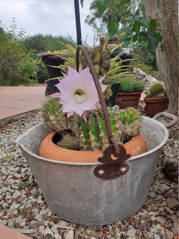Das Bild zeigt einen Kaktus mit einer großen rosa Blüte in einem Metalleimer, umgeben von Kies und anderen Pflanzen, mit einem wolkigen Himmel im Hintergrund.