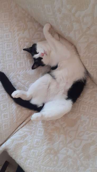 Das Bild zeigt eine schwarz-weiße Katze, die mit erhobenen Pfoten auf dem Rücken auf einer cremefarbenen Couch oder einem Bett liegt.