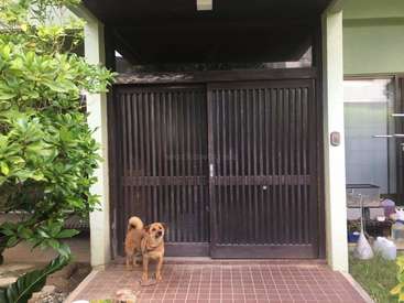 A imagem retrata uma cena serena de dois cães do lado de fora de uma casa, com um grande portão e uma vegetação exuberante ao redor deles. A atmosfera é pacífica e convidativa.