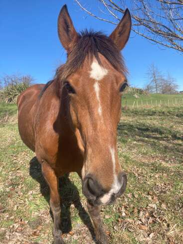 Un cheval brun se tient dans un champ ensoleillé avec de l'herbe verte et des feuilles d'automne. Un ciel bleu clair, des branches d'arbres dénudées et des arbres lointains créent une scène paisible.
