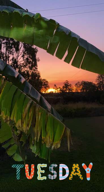 La imagen representa una serena puesta de sol con una gran hoja verde en primer plano, sobre un fondo de árboles y un cielo naranja vibrante.