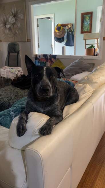 Un perro negro y gris descansa en un sofá blanco, mirando a la cámara. Detrás, sombreros y ropa cuelgan de la pared en una habitación acogedora.