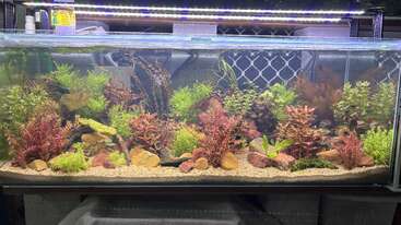 Un vibrante acuario lleno de exuberantes plantas acuáticas verdes y rojas, rocas de colores, sustrato arenoso e iluminado por brillantes luces LED, que crean un animado paisaje submarino.
