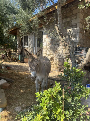 Un burro gris se encuentra en un jardín rústico a la sombra, junto a una casa de piedra. Arbustos verdes, árboles y herramientas de jardinería rodean la tranquila escena campestre iluminada por el sol.