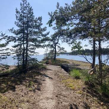 Un chemin étroit serpente à travers les pins vers un lac calme et ensoleillé. Le ciel est dégagé et le rivage tranquille invite à l'exploration et à la détente.