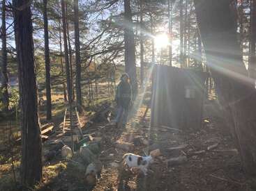 Uma pessoa está em uma floresta iluminada pelo sol, perto de uma pequena cabana de madeira, cercada por madeira cortada e troncos. Um cachorro branco e marrom explora as proximidades.