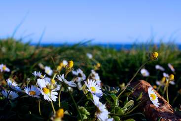 The image depicts a serene scene of a field with a cluster of dandelions, showcasing their distinctive yellow and green foliage, set against a backdrop of lush green grass.