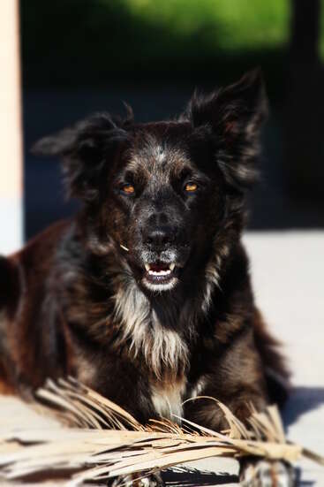 The image features a black dog with white fur on its chest and yellow eyes, lying down and looking at the camera with its mouth open.