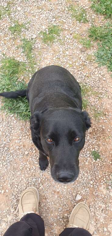The image depicts a dog lying on the ground, with a person standing behind it, set against a backdrop of a house and yard. The scene appears to be a daytime setting.