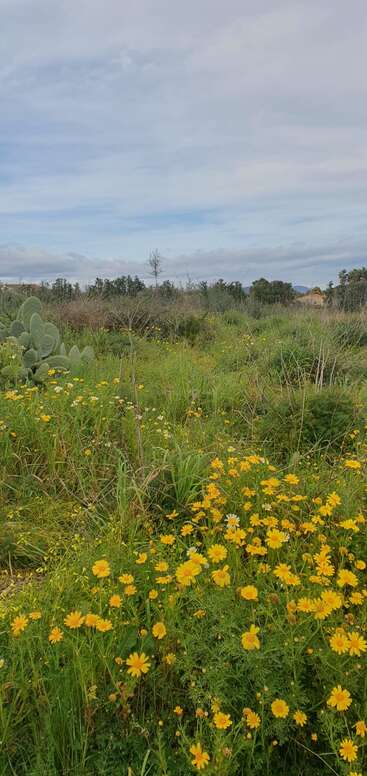 The image depicts a serene landscape featuring a field of wildflowers, with vibrant yellow and orange blooms, set against a backdrop of green grass and a clear blue sky.