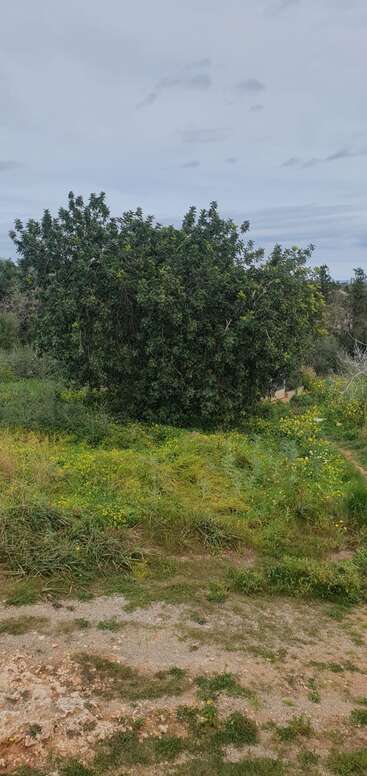 The image depicts a serene landscape featuring a tree with lush green leaves, set against a backdrop of a clear blue sky, evoking a sense of tranquility and natural beauty.