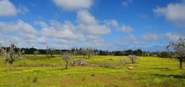 The image depicts a serene landscape with a grassy field, featuring trees and a body of water in the background, evoking a sense of natural beauty and tranquility.