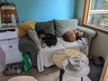 Zwei Hunde ruhen sich friedlich auf einem grauen Sofa in einem gemütlichen Wohnzimmer aus, das eine hellblaue Wand, einen Holztisch und durch das Fenster hereinströmendes Sonnenlicht aufweist.