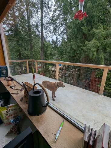 Ein brauner Hund steht auf einer Terrasse, die man durch ein Fenster sieht. Im Vordergrund steht ein vollgestopfter Schreibtisch mit Snacks, Büchern, Gläsern und einer Gießkanne.