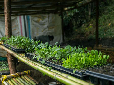 L'image représente un environnement extérieur rustique avec une étagère en bambou contenant des plateaux de jeunes plantes, située sous un espace couvert avec un mur de bâches blanches en arrière-plan.