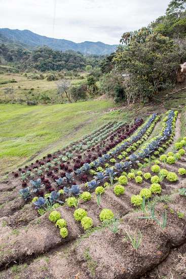 L'image représente un jardin potager dynamique situé à flanc de colline, avec des rangées de légumes verts et de légumes à feuilles, avec un arrière-plan montagneux pittoresque sous un ciel nuageux.