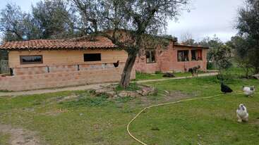 Dans une cour rustique à l'herbe verte, deux chiens, deux poules, un arbre, un tuyau d'arrosage et une maison de style adobe composent une scène champêtre paisible.