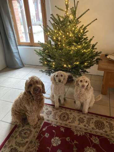 L'image représente trois petits chiens assis sur un tapis devant un arbre de Noël, avec une fenêtre et une table visibles à l'arrière-plan.