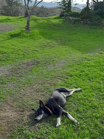 Un perro negro con collar marrón descansa relajado sobre la hierba verde, disfrutando del aire libre. Los árboles y las colinas lejanas proporcionan un fondo tranquilo y natural.