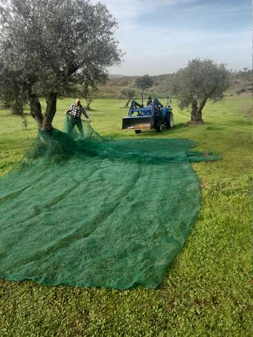 Un hombre tiende una gran red verde bajo un olivo en un campo cubierto de hierba. Un tractor azul está aparcado cerca. Comienza el proceso de recogida de la aceituna.