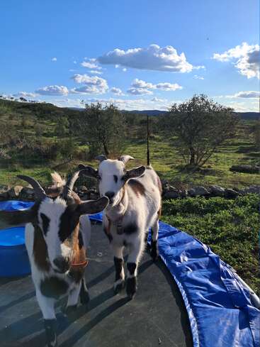 Dos cabras juguetonas están de pie en un trampolín bajo un cielo azul brillante con nubes esponjosas, rodeadas de campo verde y árboles dispersos en un día soleado.
