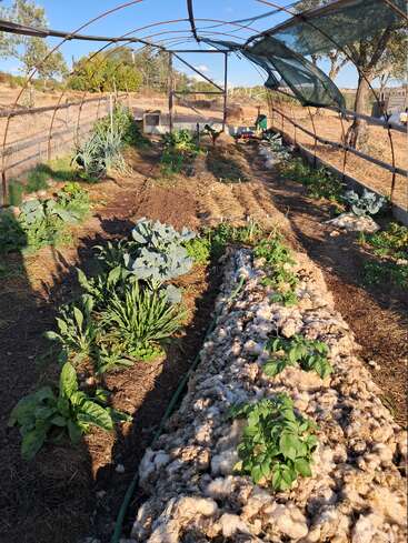 Esta imagen muestra un invernadero con varias plantas verdes en parterres. Uno de los parterres está cubierto de lana y la luz del sol proyecta sombras sobre la apacible escena.