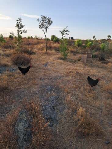 Dos gallinas negras deambulan por un campo seco y cubierto de hierba con arbustos dispersos, pequeños árboles y una estructura de madera bajo un cielo azul despejado durante el día.