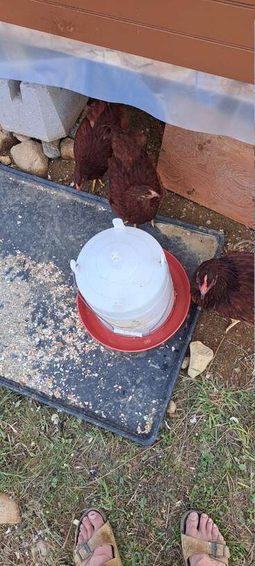 Três galinhas marrons se reúnem perto de um comedouro de plástico em um tapete preto polvilhado com ração. Pés com sandálias são visíveis na parte inferior, em pé em um terreno gramado.